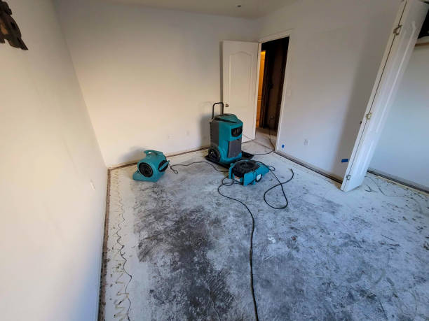 Best Mold removal after water damage  in Pulaski, TN